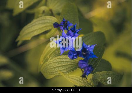 Gros plan d'une gentiane de saule (Gentiana asclepiadea) dans les Alpes tyroliennes, Autriche, Europe Banque D'Images