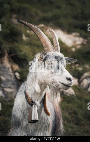 Portrait d'une chèvre billy dans les montagnes avec une cloche autour du cou Banque D'Images