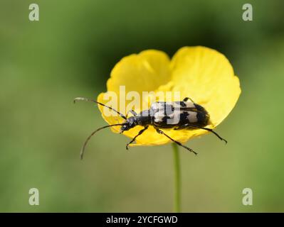Trois bandes Longhorn Beetle Judolia sexmaculata assis dans une fleur jaune Banque D'Images