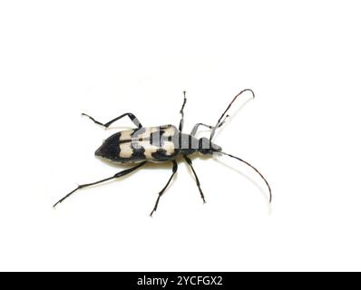 Trois bandes Longhorn Beetle Judolia sexmaculata sur blanc Banque D'Images