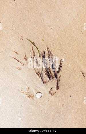 plage nature morte, flotsam et jetsam, papier peint Banque D'Images
