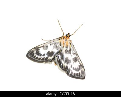 Petit papillon de magpie Anania hortulata sur fond blanc Banque D'Images