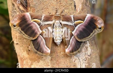 Le grand nocturne Eri soie Moth Samia ricini au repos Banque D'Images