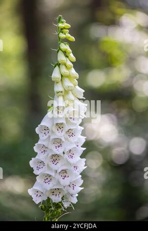 Floraison, foxglove blanc de croissance sauvage dans la forêt, Digitalis purpurea 'Alba' Banque D'Images