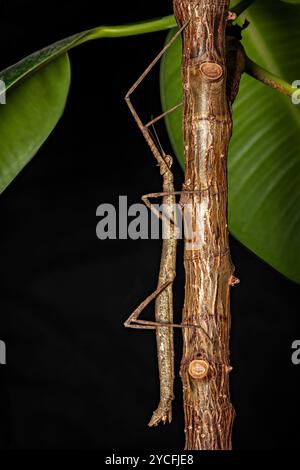 Un insecte brun de bâton de marche Banque D'Images