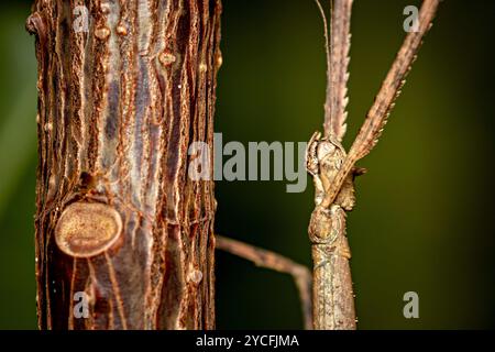 Un insecte brun de bâton de marche Banque D'Images