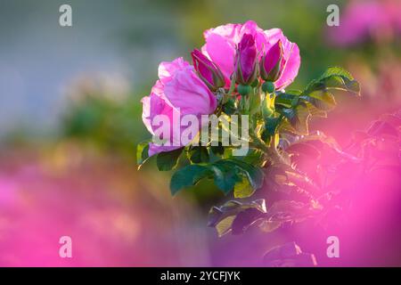 Rose de pommes de terre (Rosa rugosa) sur la plage de la mer Baltique Banque D'Images