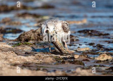 Le jeune goéland argenté (Larus argentatus) tente d'avaler une morue morte Banque D'Images