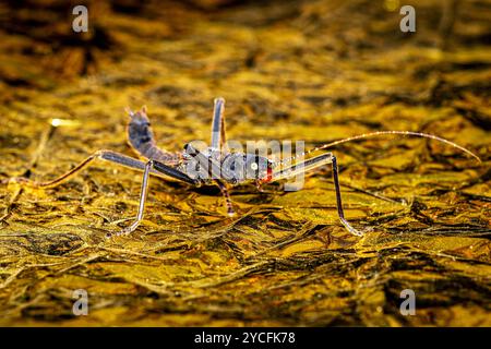 Un insecte de canne noir Banque D'Images