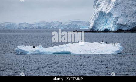 Pingouins jugulaire et taureau de lion de mer du sud sur une banquise. Péninsule Antarctique, Antarctique. Banque D'Images