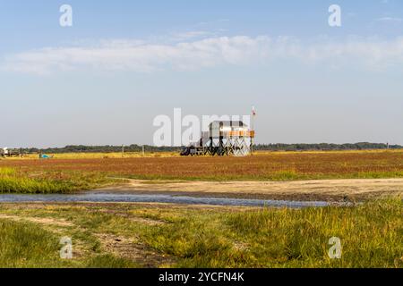 Habitations en pieux dans les marais salants du parc national de la mer des Wadden du Schleswig-Holstein près de Sankt Peter-Ording, Frise du Nord, Schleswig-Holstein, Allemagne Banque D'Images