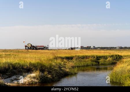 Habitations en pieux dans les marais salants du parc national de la mer des Wadden du Schleswig-Holstein près de Sankt Peter-Ording, Frise du Nord, Schleswig-Holstein, Allemagne Banque D'Images