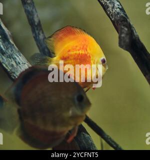 Portrait en gros plan de disque brun, poisson d'eau douce de la famille des cichlidés, dans l'aquarium. Il vit dans les rivières d'Amérique du Sud, formant des écoles. Les disques sont ki Banque D'Images