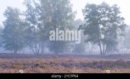 Bouleaux et bruyère en fleurs dans la Behringer Heide, ambiance brumeuse, lumière du matin, réserve naturelle près de Bispingen, Parc naturel de Lüneburg Heath, Allemagne, basse-Saxe Banque D'Images