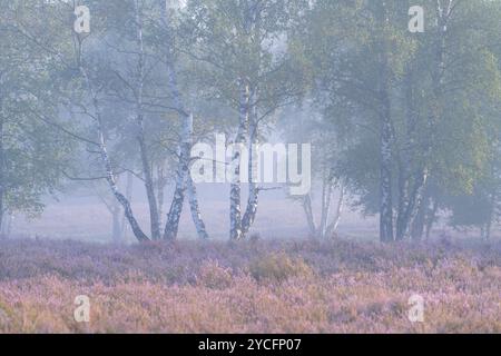 Bouleaux et bruyère en fleurs dans la Behringer Heide, ambiance brumeuse, lumière du matin, réserve naturelle près de Bispingen, Parc naturel de Lüneburg Heath, Allemagne, basse-Saxe Banque D'Images