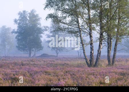 Bouleaux et bruyère en fleurs dans la Behringer Heide, ambiance brumeuse, lumière du matin, réserve naturelle près de Bispingen, Parc naturel de Lüneburg Heath, Allemagne, basse-Saxe Banque D'Images