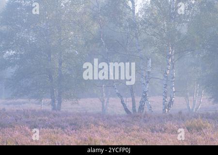 Bouleaux et bruyère en fleurs dans la Behringer Heide, ambiance brumeuse, lumière du matin, réserve naturelle près de Bispingen, Parc naturel de Lüneburg Heath, Allemagne, basse-Saxe Banque D'Images