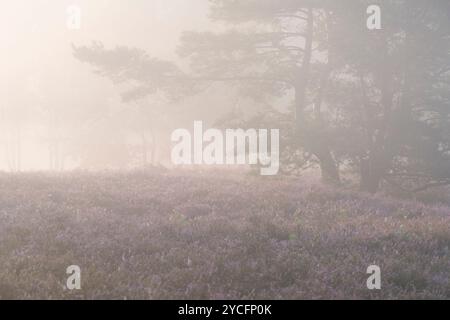 Ambiance brumeuse dans la Behringer Heide, lumière du matin, bruyère en fleurs, réserve naturelle près de Bispingen, Parc naturel de Lüneburg Heath, Allemagne, basse-Saxe Banque D'Images