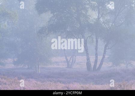 Bouleaux et bruyère en fleurs dans la Behringer Heide, ambiance brumeuse, lumière du matin, réserve naturelle près de Bispingen, Parc naturel de Lüneburg Heath, Allemagne, basse-Saxe Banque D'Images