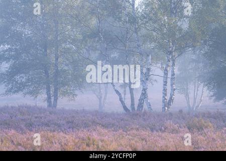 Bouleaux et bruyère en fleurs dans la Behringer Heide, ambiance brumeuse, lumière du matin, réserve naturelle près de Bispingen, Parc naturel de Lüneburg Heath, Allemagne, basse-Saxe Banque D'Images