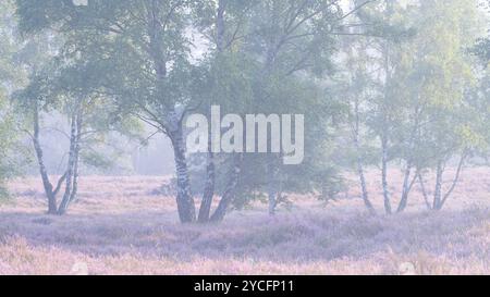 Bouleaux et bruyère en fleurs dans la Behringer Heide, ambiance brumeuse, lumière du matin, réserve naturelle près de Bispingen, Parc naturel de Lüneburg Heath, Allemagne, basse-Saxe Banque D'Images