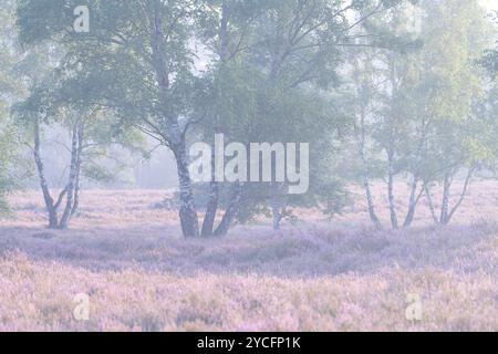 Bouleaux et bruyère en fleurs dans la Behringer Heide, ambiance brumeuse, lumière du matin, réserve naturelle près de Bispingen, Parc naturel de Lüneburg Heath, Allemagne, basse-Saxe Banque D'Images