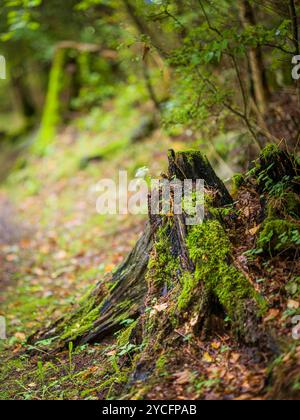 Souche d'arbre, pourrie Banque D'Images