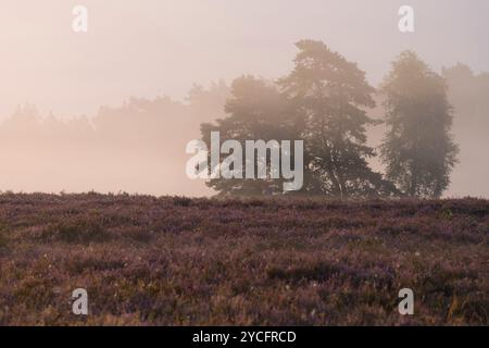 Ambiance brumeuse dans la Behringer Heide, lumière du matin, bruyère en fleurs, réserve naturelle près de Bispingen, Parc naturel de Lüneburg Heath, Allemagne, basse-Saxe Banque D'Images