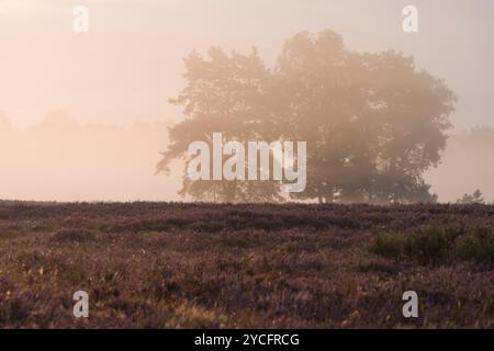 Ambiance brumeuse dans la Behringer Heide, lumière du matin, bruyère en fleurs, réserve naturelle près de Bispingen, Parc naturel de Lüneburg Heath, Allemagne, basse-Saxe Banque D'Images