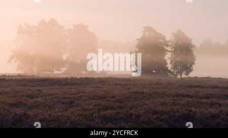 Ambiance brumeuse dans la Behringer Heide, lumière du matin, bruyère en fleurs, réserve naturelle près de Bispingen, Parc naturel de Lüneburg Heath, Allemagne, basse-Saxe Banque D'Images