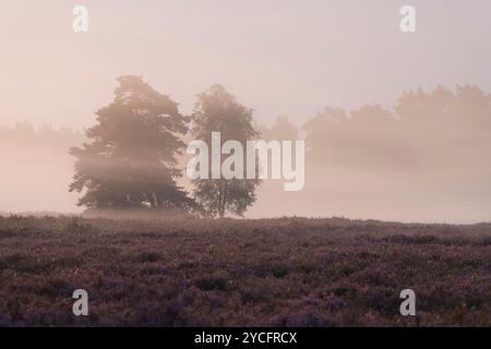 Ambiance brumeuse dans la Behringer Heide, lumière du matin, bruyère en fleurs, réserve naturelle près de Bispingen, Parc naturel de Lüneburg Heath, Allemagne, basse-Saxe Banque D'Images