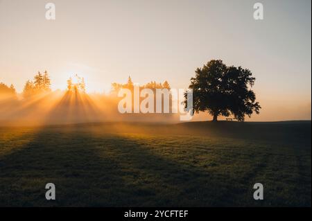 Un seul arbre avec un banc sur une prairie au lever du soleil avec du brouillard dans une merveilleuse atmosphère d'automne en Bavière Banque D'Images