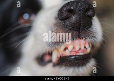 Chien dangereux en colère. Chiot chien agressif bordure collie dents barantes crocs semblant agressif dangereux. Chien effrayant grognant gardien prêt pour l'attaque. PET infecté par la rage. Banque D'Images