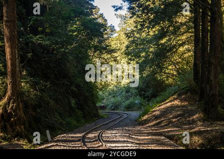 Courbes des voies ferrées à travers dense Forest. Forêt nationale d'Alishan, Taïwan Banque D'Images