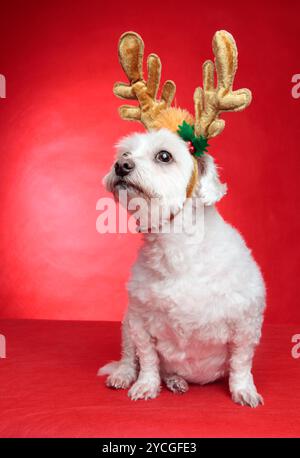 Un mignon maltais blanc portant des bois de renne pour Noël. Fond rouge Banque D'Images