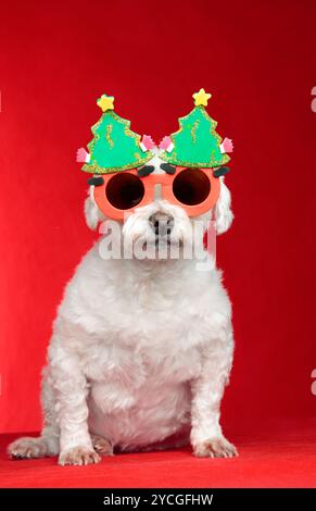 Un petit chien blanc portant des lunettes de Noël humoristiques. Fond rouge. Banque D'Images