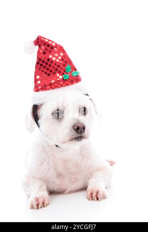 Un petit chien blanc terrier maltais couché et portant un chapeau rouge de père Noël à paillettes. Banque D'Images