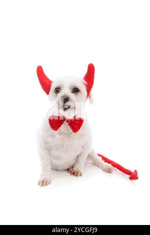 Un chien terrier maltais blanc montrant des dents et portant des cornes de diable rouges, noeud papillon rouge et avec une queue pointue rouge. Fond blanc. Banque D'Images