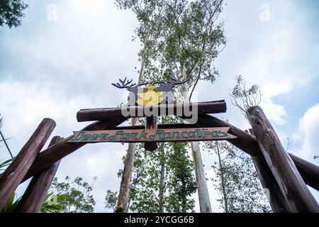 Ranca Upas ou Kampung Cai Ranca Upas est l'une des attractions touristiques de South Bandung et populaire comme zone de conservation pour les cerfs du Timor. Banque D'Images