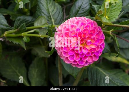 Dahlia «la joie de Caitlin». Banque D'Images