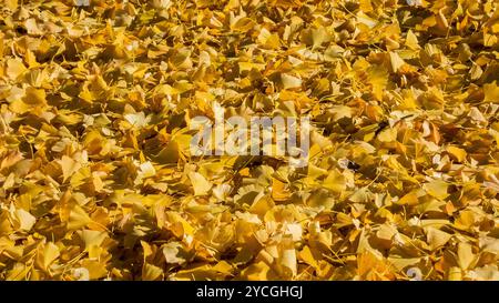 Vibrations automnales. Lit de feuilles jaunes ginkgo comme fond Banque D'Images