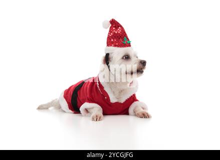 Angle bas d'un petit maltais blanc portant un manteau de père noël rouge et un chapeau. Chien regarde peut-être de côté votre message. Fond blanc. Banque D'Images