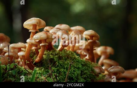 Champignon comestible de miel, Toadstool, Armillaria mellea, poussant dans la New Forest, Royaume-Uni Banque D'Images