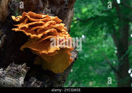 Grande Flush de poulet des bois champignon, champignon, Laetiporus sulphureus, poussant sur Un chêne mourant, New Forest Royaume-Uni Banque D'Images