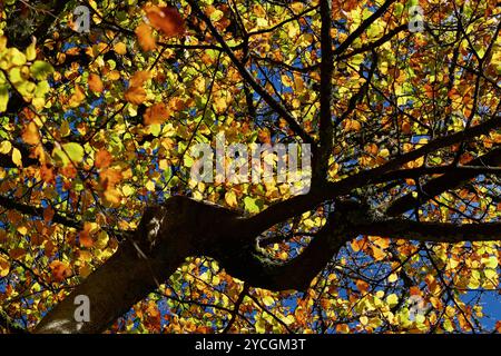 Regardant dans la canopée d'Un hêtre en automne avec des feuilles jaunes, dorées, New Forest UK Banque D'Images