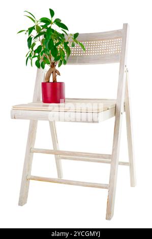 Bonsai ficus arbre en pot de fleurs et vieux fauteuil de jardin peint isolé sur fond blanc Banque D'Images