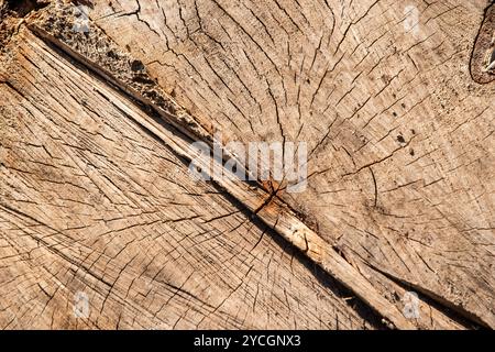 Surface de bois coupé gros plan comme fond en bois naturel Banque D'Images