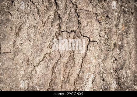 Détail de l'écorce d'arbre en gros plan comme fond naturel et de texture Banque D'Images