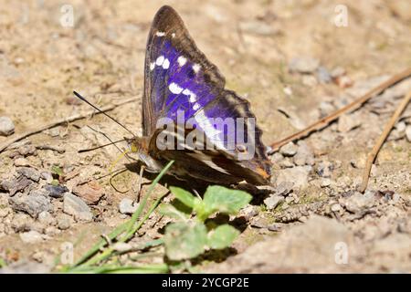 Violet Empereur papillon mâle - Apatura iris Banque D'Images