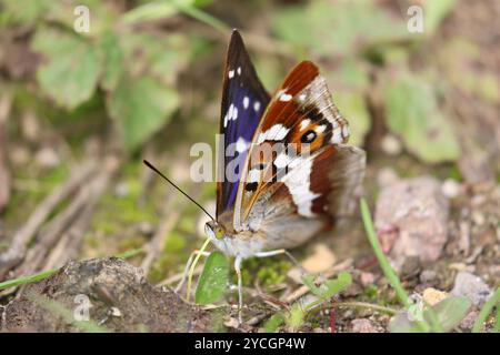 Violet Empereur papillon mâle - Apatura iris Banque D'Images